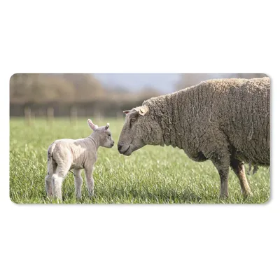Produktbild von MuchoWow® Schreibtischunterlage Schafe - Gras - Lamm 80x40 cm - XXL Mauspad - Gaming Mauspad