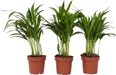 Produktbild von Goldfruchtpalme - 3 Stk - Dypsis lutescens - Höhe 30-45cm - ⌀12cm