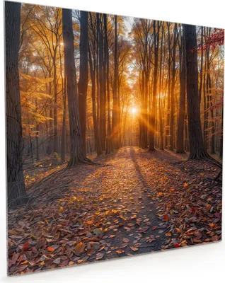 Produktbild von Küchenrückwand Spritzschutz Glas mit Motiv Sonnenuntergang Wald 40 x 40 cm