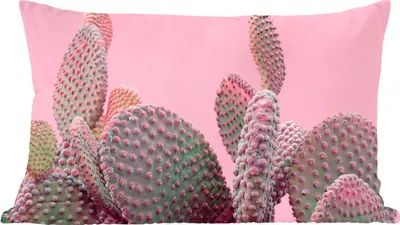 Produktbild von MuchoWow® Zierkissen Sofakissen Wohnzimmer Dekokissen 50x30 cm Kaktus - Pflanzen - Sommer - Wohnzimmerdekoration - Polster mit Photo