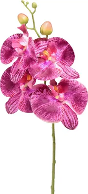 Obrázek produktu pro Orchidej Phalaenopsis dekorativní květina pro stylový interiér
