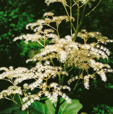 Produktbild von Rodgersia sambucifolia, Schaublatt, ca. 11x11 cm Topf, dekoratives Laub