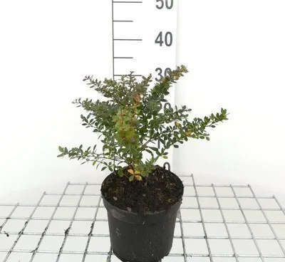 Obrázok produktu pre Berberis buxifolia 'Nana' - dulovec dvojlaločný 20- 25 cm kontajner