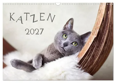 Produktbild von Katzen 2027 (Wandkalender 2027 DIN A3 quer), CALVENDO Monatskalender