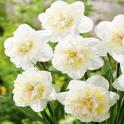 Obrázek produktu pro Narcisky, bílé, 1 kg. Cibule narcisů, květinové