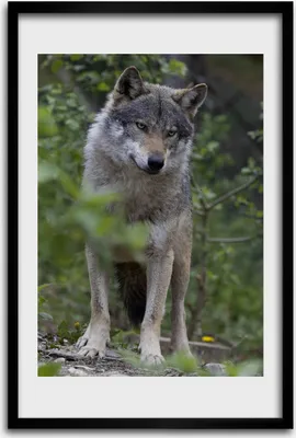 Produktbild von Bild - Bilderrahmen - 40 cm x 60 cm - MDF - Rahmen - Wandkunst - Ein Wolf im Wald