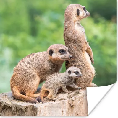 Produktbild von MuchoWow® Poster Erdmännchen - Baumstumpf - Jungtier 50x50 cm - Wohnzimmerdekoration