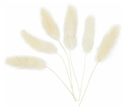 Image de Herbe à plumes 3-7 cm 6 pièces
