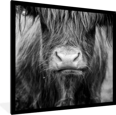 Produktbild von MuchoWow® Gerahmtes Poster Schottischer Highlander - Haare - Tiere 40x40 cm - Poster mit Schwarzem Bilderrahmen Wandposter Rahmen Foto Bilder - Mit Rahmen - Wanddekoration Schlafzimmer