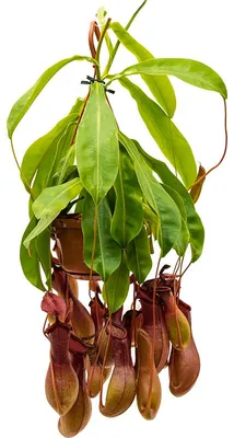 Obrázek produktu pro Gardners Nepenthes - závěs, průměr 14 cm