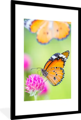 Produktbild von MuchoWow® Gerahmtes Poster Insekten - Schmetterlinge - Blumen 60x90 cm - Poster mit Schwarzem Bilderrahmen Wandposter Rahmen Foto Bilder - Dekoration - Wandposter Wohnzimmer - Hochwertig