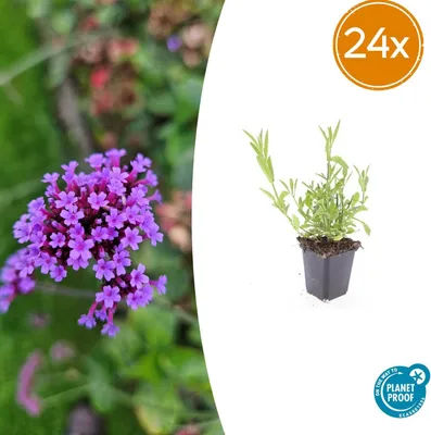 Immagine prodotto di Verbena bonariensis | 24 pezzi - 10-25cm - Ø9cm - Pianta da giardino