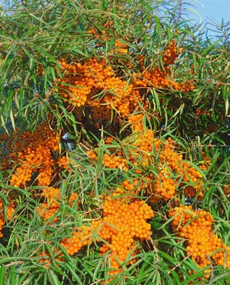 Produktbild von Hippophae rhamnoides 'Askola', Sanddorn, 40–60 cm, vitaminreich