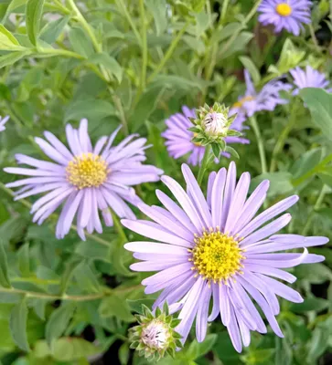 Produktbild von 3 Stück Aster frikartii Mönch violettblau im 9 x 9 Topf