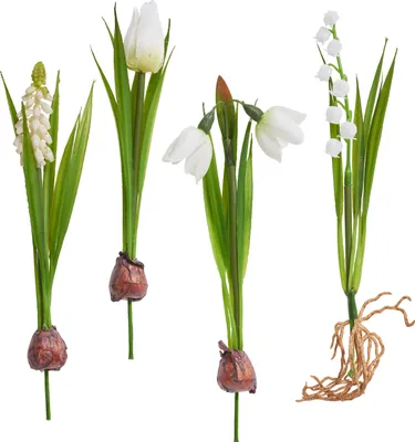 Produktbild von Frühjahrsblumen Mix mit Zwiebel, 4er-Set, L 20 cm