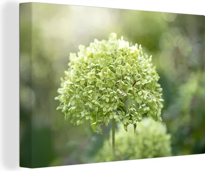 Produktbild von MuchoWow® - Leinwandbilder - Grüne Hortensie auf verblasstem Hintergrund, Wandbild, Wanddeko Bilder Wohnzimmer, 90x60 cm