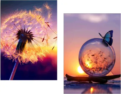 Produktbild von Malen nach Zahlen Pusteblume Schmetterling - 5D Diamond Painting Set 30x40cm