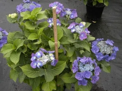 Produktbild von Bauernhortensie Blaumeise - Tellerhortensie - Gartenhortensie - Hydrangea macrophylla Blaumeise