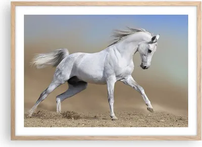 Produktbild von Gerahmtes Poster - Rahmen in heller Eiche - Pferd weiß Tier - 70x50 cm - Wand Bild - Wanddeko - Wandbilder - Kunstposter - Wandposter - Bilderrahmen - Bilder - Kunstdruck - Wandbild - P2NAA70x50-0167