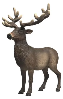 Image de schleich WILD LIFE Amerikaans edelhert 14992