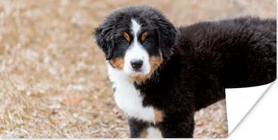 Produktbild von MuchoWow® Poster Berner Sennenhund Welpe am Morgen 120x60 cm - Bild