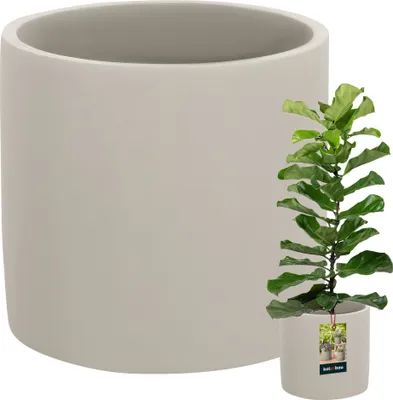 A large, light gray ceramic planter pot is shown next to a small potted fiddle-leaf fig plant.