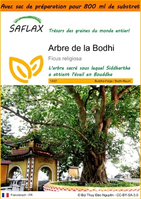 Image de SAFLAX Garden in the bag - Arbre de la Bodhi - 100 graines - Ficus