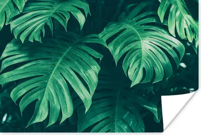 Produktbild von MuchoWow® Poster Monstera - Blätter - Pflanzen - Dschungel - Natur 180x120 cm - Fotoplakat