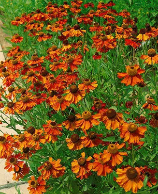 Produktbild von Helenium x cult.'Kanaria', Sonnenbraut, gelb, ca. 11x11 cm Topf