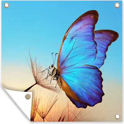 Produktbild von MuchoWow® 50x50 cm Outdoor-Poster Gartendeko Sichtschutz Garten Poster für den Garten  Schmetterling - Löwenzahn - Blau