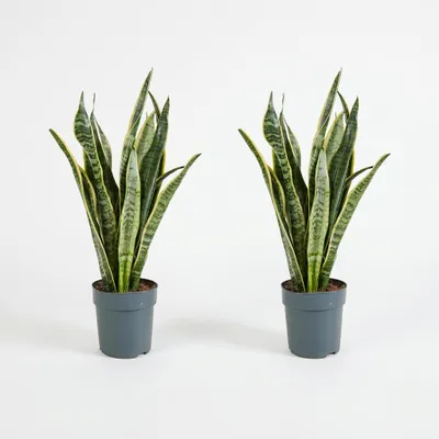 Zdjęcie produktu dla Bloomique - Zestaw 2 szt. - Sansevieria Laurentii - Język teściowej - Rośliny doniczkowe - Oczyszczające powietrze - Bardzo łatwe w pielęgnacji - Wysokość 30-40 cm - Doniczka 12 cm, Obraz wygenerowany przez AI