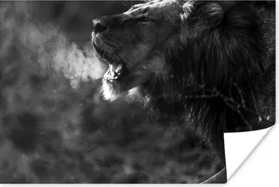 Produktbild von MuchoWow® Poster Löwe - Wild - Gras 180x120 cm - Fotoplakat