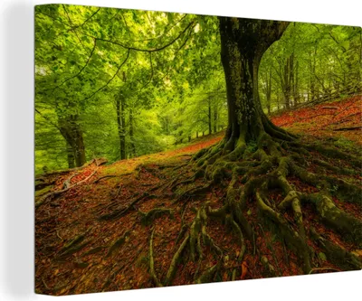 Zdjęcie produktu dla OneMillionCanvasses® - Obraz na płótnie - Obraz na płótnie na ścianę - Drzewo - Las - Jesienne liście - 150x100cm - Fotografia na płótnie -