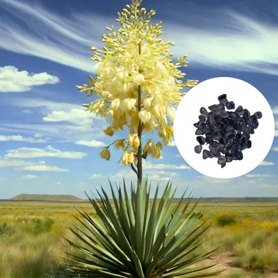 Obrázek produktu pro Semena Yucca Glauca - balení 5 ks - Exotická semena - Mrazuvzdorná - Juka šedá (mýdlová)