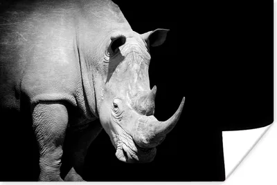 Produktbild von MuchoWow® Poster Rhinozeros - Tier - Porträt 90x60 cm - Schlafzimmer