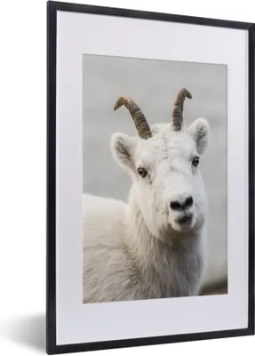 Produktbild von MuchoWow® Gerahmtes Poster Schaf - Horn - Weiß 40x60 cm - Poster mit Schwarzem Bilderrahmen Wandposter Rahmen Foto Bilder - Poster in Rahmen