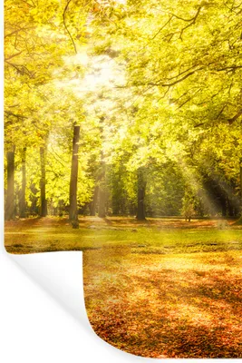 Obrázok produktu pre MuchoWow® Nálepka na stenu - Strom - Príroda - Slnko - Krajina - Les - 60x90cm - Samolepiaca a polohovateľná
