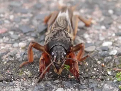Immagine prodotto di Nematodi Ferrarium contro le cocciniglie per 20m2