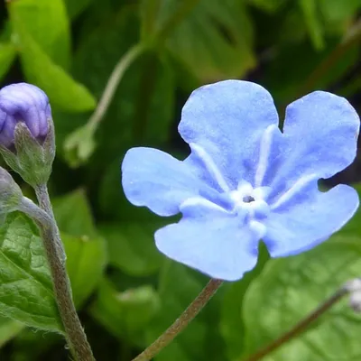 Productafbeelding van 6 x Omphalodes verna (Gedenkemein) | Pot van 9x9 cm