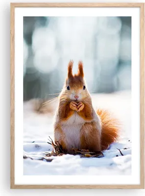 Produktbild von Gerahmtes Poster - Rahmen in heller Eiche - Eichhörnchen Winter Schnee Essen - 50x70 cm - Wand Bild - Wanddeko - Wandbilder - Wandposter - Bilderrahmen - Bilder - Kunstdruck - P2NPA50x70-2798