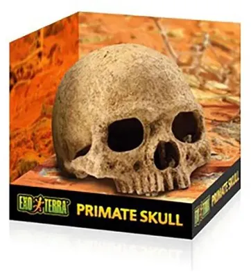 Produktbild von Exo Terra Primatenschädel Sicheres Versteck Golden Golden One Size
