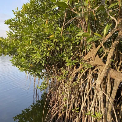 Produktbild von Stelzenmangrove (Rhizophora apiculata) - 1 Samen