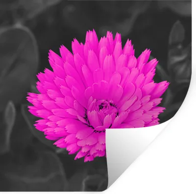 Produktbild von MuchoWow® Wandtattoo Wandsticker Wandaufkleber Blumen - Aquarell - Rosa 30x30 cm Selbstklebend und Repositionierbar - Repositionierbar - Wasser abweisend
