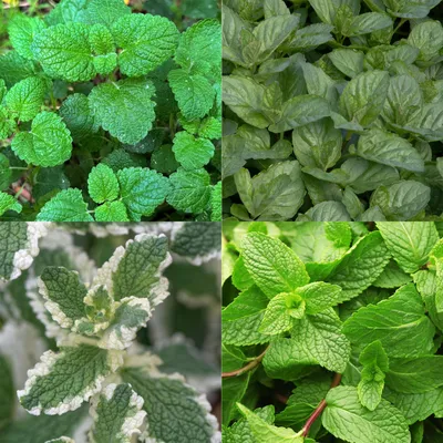 Image de Lot de plantes vivaces aromatiques - 8 plantes vivaces aromatiques pour environ