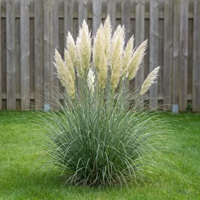 Produktbild von Stauden Gänge 10 x Cortaderia selloana 'Pumila' im 1 Liter Topf - Weißes Zwerg Pampasgras - Der kleine Riese unter den Pampasgräsern