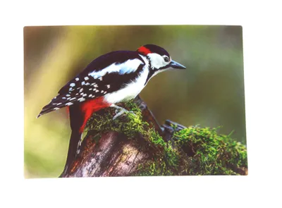 Produktbild von 3 D Ansichtskarte Buntspecht, Vogel, Postkarte Wackelkarte Hologrammkarte Tiere Tier Specht