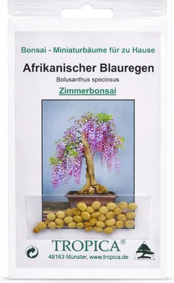 Produktbild von Tropica Bonsai: Afrikanischer Blauregen