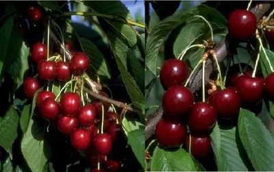 A collage of two images showing ripe cherries on branches with green leaves.