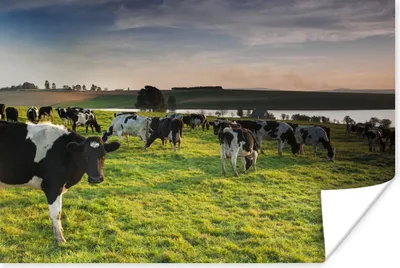 Produktbild von MuchoWow® Poster Kuh - Gras - Sonnenuntergang 60x40 cm - Schlafzimmerdekoration