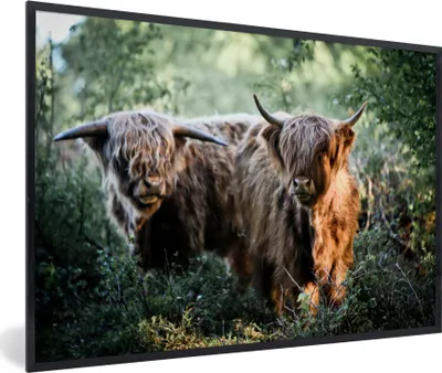 Produktbild von MuchoWow® MuchoWow® Gerahmtes Poster Schottische Hochlandrind - Wald - Tiere 60x40 cm - Poster mit zchwarzem Bilderrahmen - Printing - Wanddeko Schlafzimmer